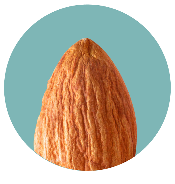 A close-up of an almond.